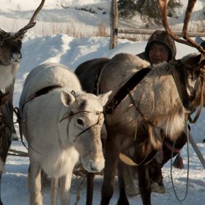 Reindeer Sleigh Rides $50 - Image 2