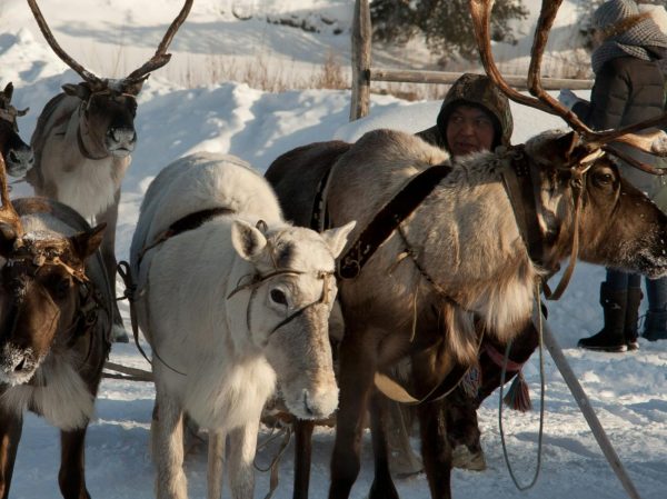 Reindeer Sleigh Rides $50