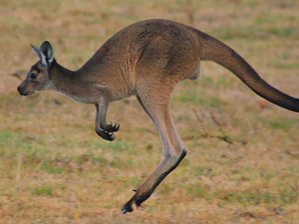 A Roo'd Awakening